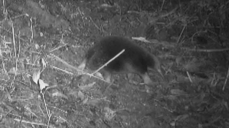 Attenborough Echidna